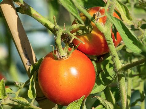 Green Beans Companion Planting Chart - Blog