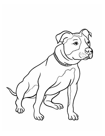 Coloring Pit Bull Pitbull Pages Dog Drawing