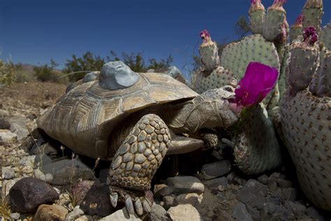 17 amazing cactus adaptations that help them survive in the desert. Image result for coyote eating desert tortoise | Desert ...