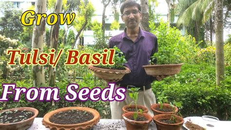 Tulsi is similar to other tonics, particularly reishi and shatavari, for this ability to help bridge the it is known for its larger green leaves with light purple flowers. How to grow Tulsi or Basil from Seeds at Home. - YouTube