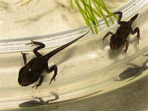 おたまじゃくし 写真 に対する画像結果
