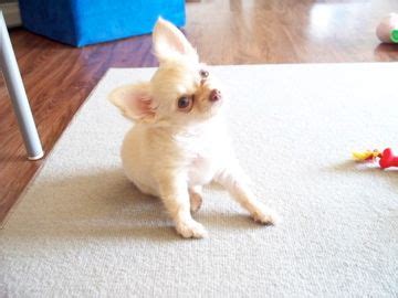 Is it normal, or should you be trying to stop your puppy from biting here's a breakdown of puppy biting behavior and what you can do to keep your puppy from biting you. my chihuahua puppy mia looking at me while i tell her no ...