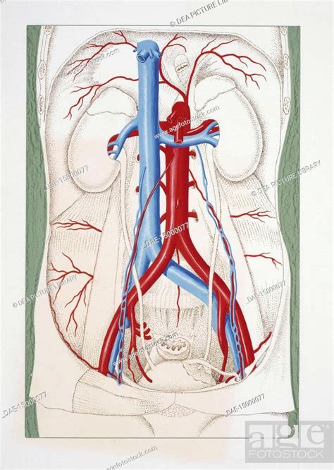 Medicine Human Anatomy Abdominal Aorta And Vena Cava Stock Photo