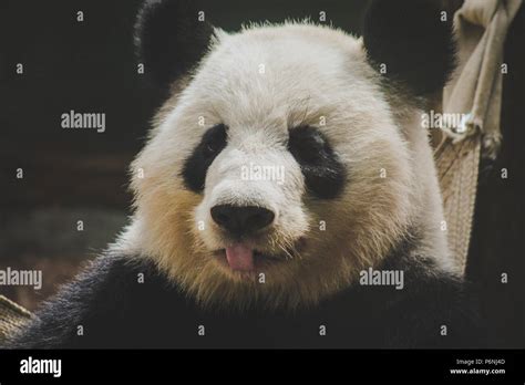 A Giant Panda Sticking Its Tongue Out Stock Photo Alamy