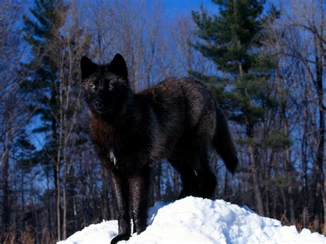 A wolf at the door. Oona - Wolves of the beyond Wiki