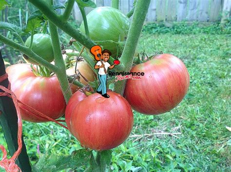 Top brands · under $10 · >80% items are new · huge savings 5 Bi-Colored Dwarf Tomato Varieties | Heirloom tomato ...