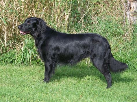 If hormones can zap your energy and steal your sex drive i've put together a free guide for you to download, which outlines optimal lab ranges for common. Newfoundland/lab/chow/collie mix, what is he? - Page 2