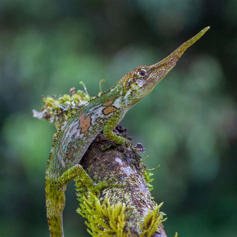 The Rediscovery Of Anolis Proboscis And The Evolution Of A Viral