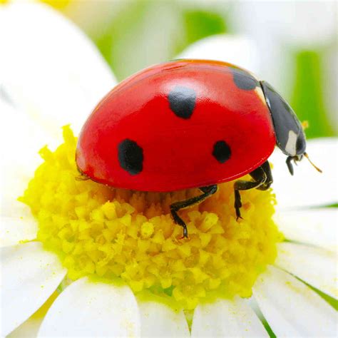 As such, these pests have a smooth stinger and are capable of multiple stings. Beneficial Insects: a Natural Pesticide for Your Garden ...