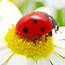 Beneficial Insects A Natural Pesticide For Your Garden  Snappy Living