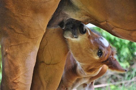 Malvorlage pferd und fohlen auf postingan populer. Pferde 03: Fohlen beim säugen Foto & Bild | tiere ...