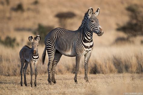 Grevys Zebra Kenya Photos Pictures Images