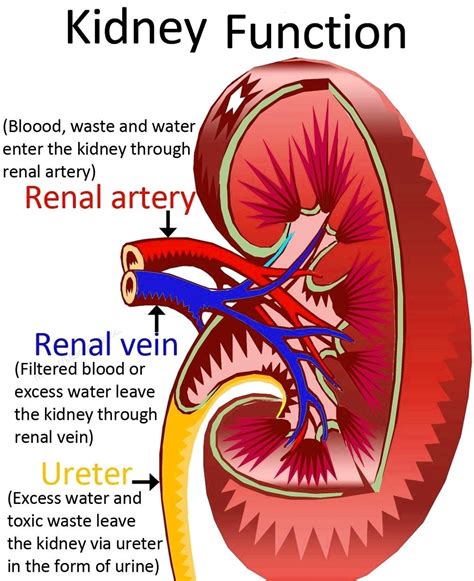 Kidney Function Diagram Graph Diagram