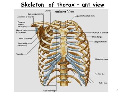 Thorax Overview Basic Anatomy And Physiology Anatomy Bones Thorax