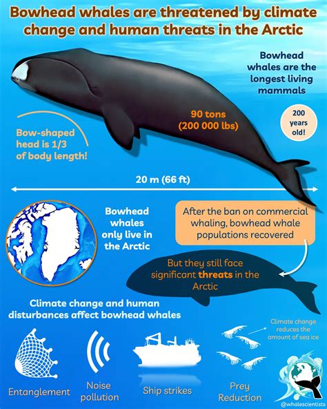 The Bowhead Whale September 2022