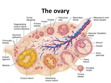 Ovaries Function Location Hormones Produced What Control It