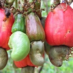 Introduction to the question which nut is never sold in its shell because the shell is poisonous?. Unbelievable! Cashews and Poison Ivy - Dave's Garden