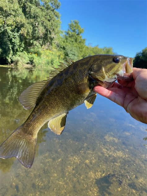 Smallies On The Fly A Guide For River Smallmouth Bass Wooly Buggin