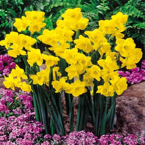 Thanks to euroflorist's flower delivery service, ordering spring flowers. Narcissus jonquille Quaile - 10 flower bulbs Buy online ...