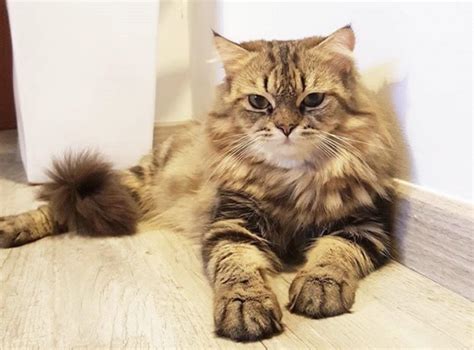 Have You Seen Teemo A Missing Norwegian Forest Cat Lost At Woodlands