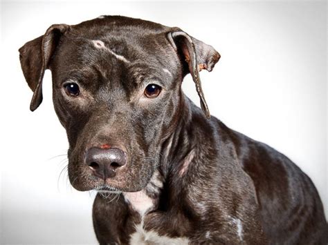 San diego humane society has a variety of adoptable pets available including cats, dogs and small animals like rats, rabbits, hamsters, birds, reptiles and more. coolnload - Blog