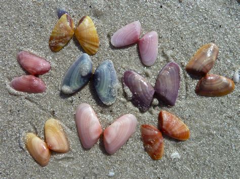 Colors Of Coquinas I Love Shelling
