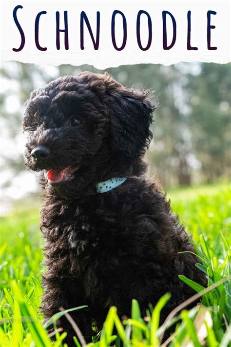 Schnoodle Dog A Complete Guide To The Schnauzer Poodle Mix Breed