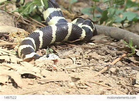 A Black And Yellow Snakes Writhes On The Forest Floor Stock Video