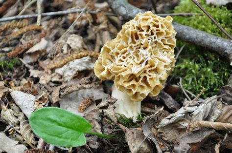 Morel Fungus Forest Mushrooms · Free Photo On Pixabay
