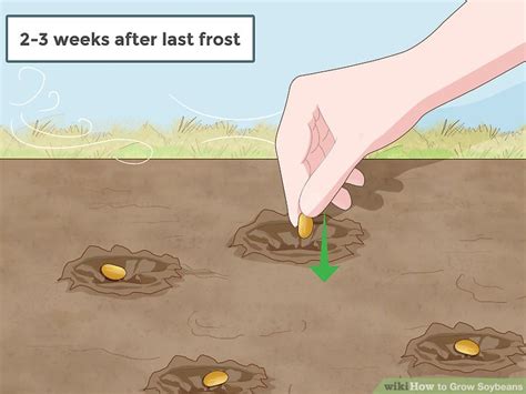 The soybean or soya bean (glycine max) is a species of legume native to east asia, widely grown for its edible bean, which has numerous uses. How to Grow Soybeans: 14 Steps (with Pictures) - wikiHow