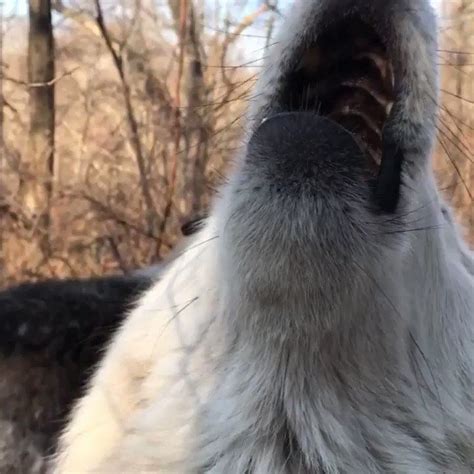 Wolf Conservation Center On Twitter Keep Howling Its Good For The