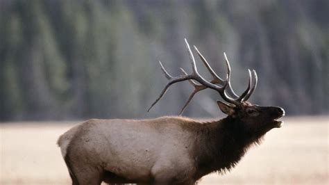 Main page content begins here. Petition · Edmonton Eskimos, change your name to the Elks ...