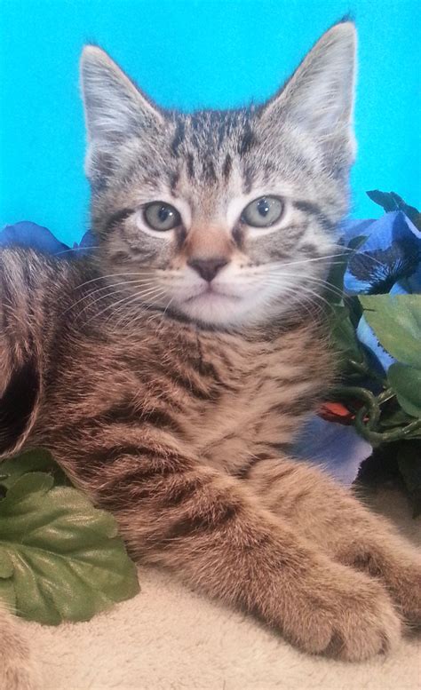 Pet of the Week : Martin - New Albany/Floyd County Animal Shelter