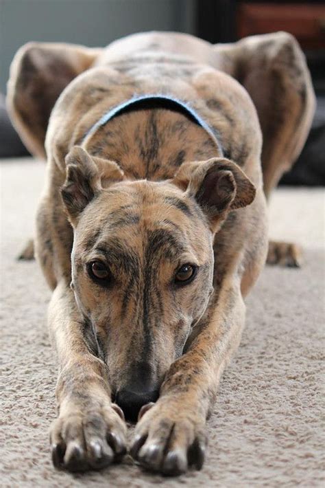 Kostnadsfritt för kommersiellt bruk ingen tillskrivning krävs upphovsrättsfritt. Midwest Greyhound Adoption - MGA (mit Bildern ...