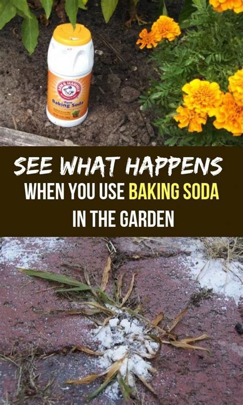 See What Happens When You Use Baking Soda In The Gardenbaking Garden