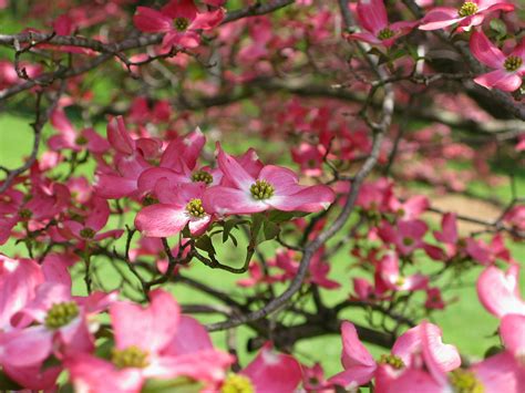 Shop our huge selection of flowering trees online with delivery right to your door. File:Pink-flower-tree-dogwood - West Virginia ...