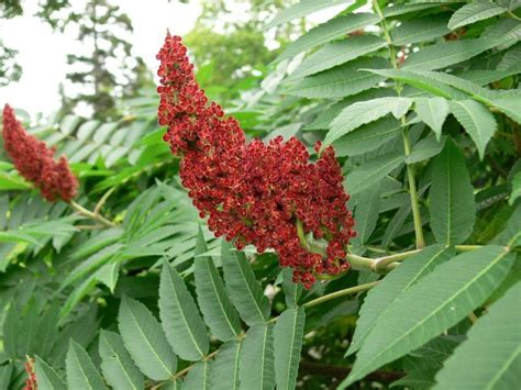 North American Sumacs You Should Know About Edible Wild Plants