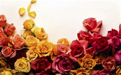 Wallpaper Yellow And Red Roses White Background 2560x1600 Hd Picture