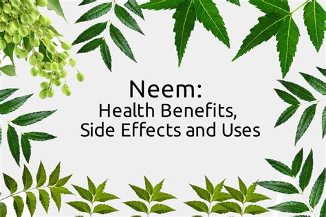 Neem Health Benefits Side Effects And Uses Plants Information