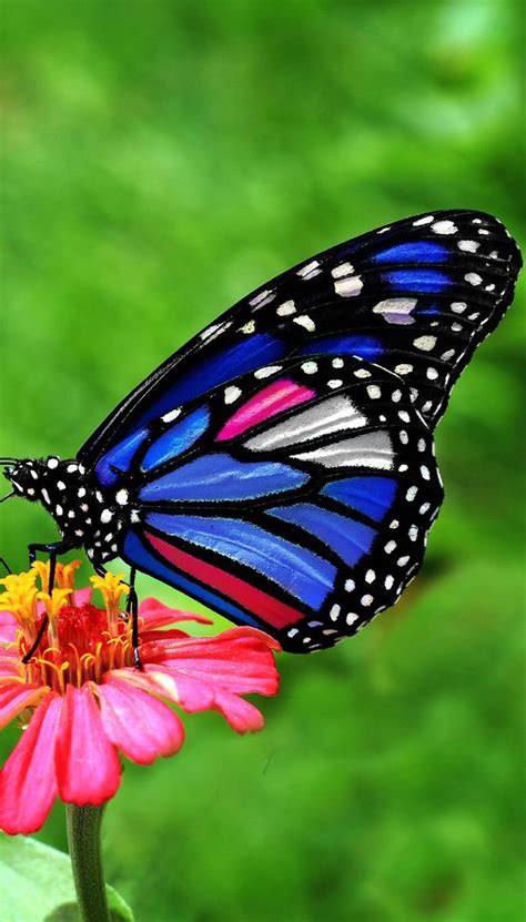 A beautiful butterfly. in 2020 | Most beautiful butterfly, Butterfly pictures, Beautiful ...