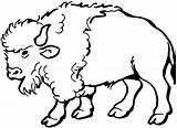 Buffalo Coloring Pages Bison Animals Wildlife Printable Clipart Animal Clip Oklahoma Native sketch template