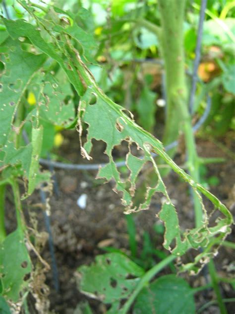 Gardens insects black bugs on tomato plant revisited answered. ATLANTA VEGGIES : Bad News Bugs