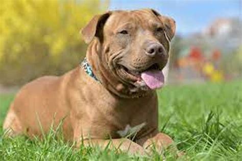 Red Nose Pitbull Pros Cons And Promising Faq Pet Care Stores