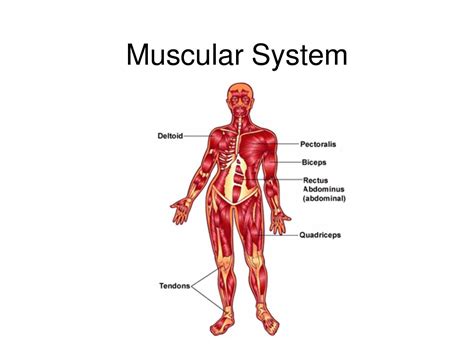 I always found a diagram of the human body to be very useful when it came to training. Diagram Of The Muscular System . Diagram Of The Muscular ...