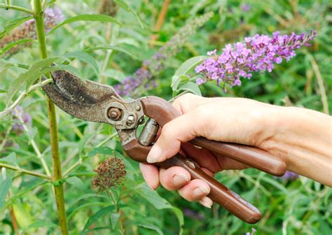 How To Grow A Butterfly Bush Bob Vila