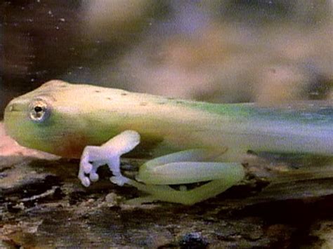 What do tadpoles need to survive? Trials of a Tadpole