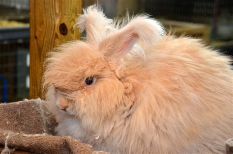 5 Unique Rabbit Breeds For International Rabbit Day Pawsitively Pets