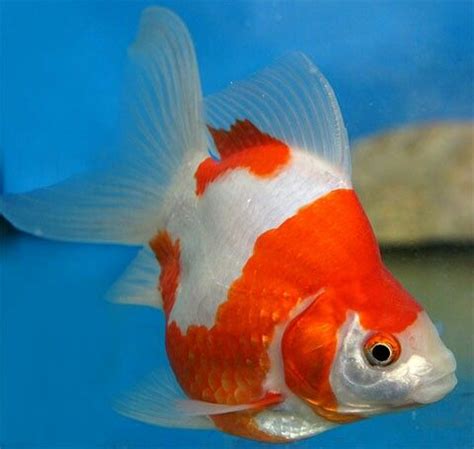 Tamasaba (single tail Ryukin) | Aquarium fish, Freshwater aquarium fish