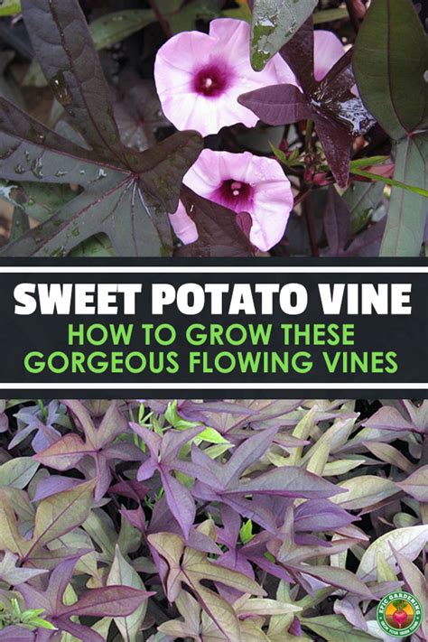 Feb 04, 2021 · propagating sweet potato vines. Sweet Potato Vine: How to Grow These Gorgeous Flowing Vines