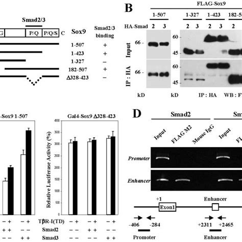 pdf smad3 induces chondrogenesis through the activation of sox9 via creb binding protein p300